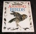 Amazing Birds