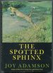 The Spotted Sphinx