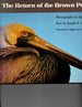 The Return of the Brown Pelican