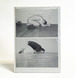 Wolfgang Tillmans