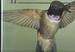 Hummingbirds