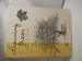 Drawing Trees Step By Step. Signed By Author