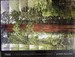 Tree a New Vision of the American Forest