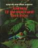 Journey of the Red-Eyed Tree Frog