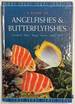 A Guide to Angelfishes and Butterflyfishes