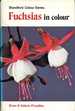 Fuchsias in Colour
