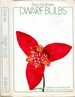 Dwarf Bulbs