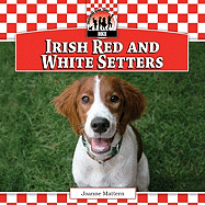 Irish Red and White Setters