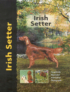 Irish Setter