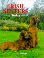 Irish Setters Today