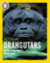 Face to Face With Orangutans: Level 5 (National Geographic Readers)