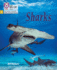 Big Cat Phonics for Little Wandle Letters and Sounds Revised-Sharks: Phase 5 Set 1