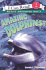 Amazing Dolphins!