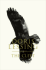 The Cleft: a Novel