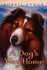 Dogs Way Home a