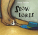 Slow Loris