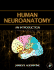 Human Neuroanatomy
