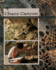 Chaco Canyon (Digging for the Past)