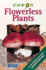 Flowerless Plants (Clue Books)
