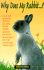 Why Does My Rabbit...? (Pet Care)