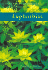 Euphorbias (Wisley Handbooks)