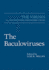 The Baculoviruses (the Viruses)