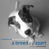 A Breed Apart a Celebration of the New American Mutt