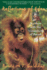Reflections of Eden: My Years With the Orangutans of Borneo