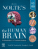 Nolte's the Human Brain: an Introduction to Its Functional Anatomy