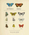 Butterfly People: an American Encounter With the Beauty of the World