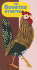 The Rooster Struts (a Golden Sturdy Book)