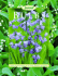 Bulbs