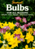 Bulbs for All Seasons: Sunset