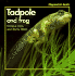 Tadpole and Frog (Stopwatch Books)