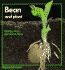 Bean and Plant (Stopwatch Books)