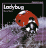 Ladybug (Stop-Watch)
