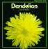 Dandelion (Stopwatch Series)