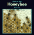 Honeybee (Stopwatch)