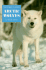 Arctic Wolves (Creatures in White)