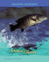 Down a River (Amazing Journeys)