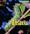 Insects (Animal Young)