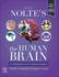 Nolte's the Human Brain: an Introduction to Its Functional Anatomy