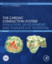 The Cardiac Conduction System: Evolution, Development, and Therapeutic Potential