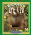 Badgers (True Books: Animals)