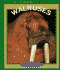 Walruses (True Books: Animals)