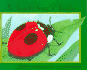 A Ladybug's Life (Nature Upclose)