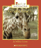 Giraffe Graphs (Rookie Read-About Math)