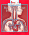 How Does Your Heart Work? (Rookie Read-About Health)
