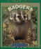 Badgers (True Book)