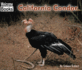 California Condor (Welcome Books)